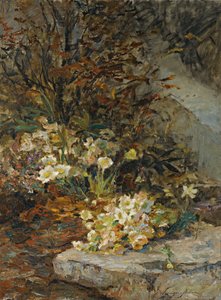 Hellebores